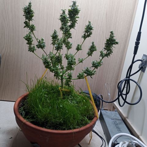 Unknown Mist #1 growlog photo: Getrimmt