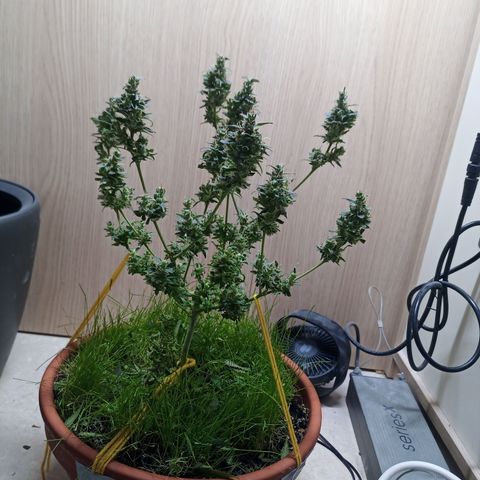 Unknown Mist #1 growlog photo: Getrimmt