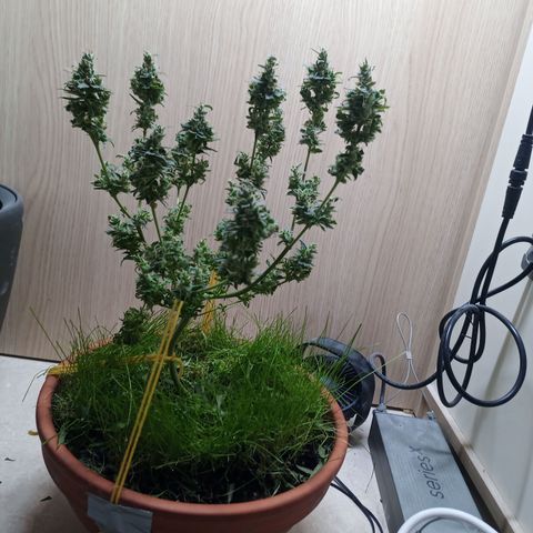 Unknown Mist #1 growlog photo: Getrimmt