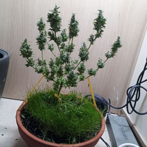 Unknown Mist #1 growlog photo: Getrimmt