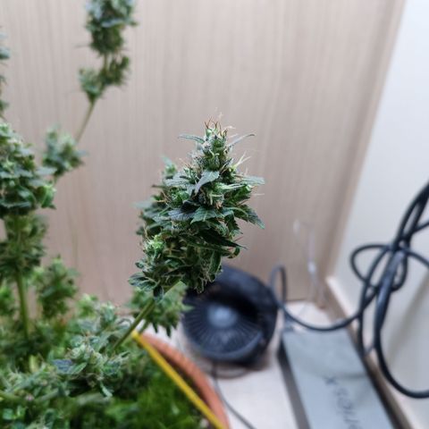 Unknown Mist #1 growlog photo: getrimmt
