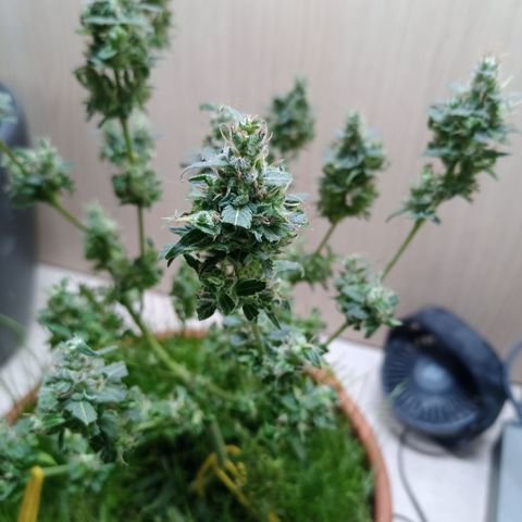 Unknown Mist #1 growlog photo: getrimmt