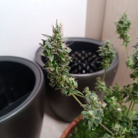 Unknown Mist #1 growlog photo: getrimmt