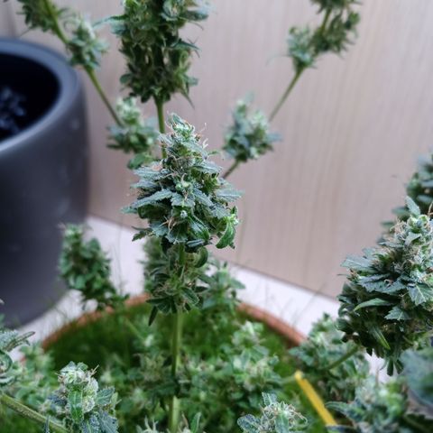 Unknown Mist #1 growlog photo: getrimmt
