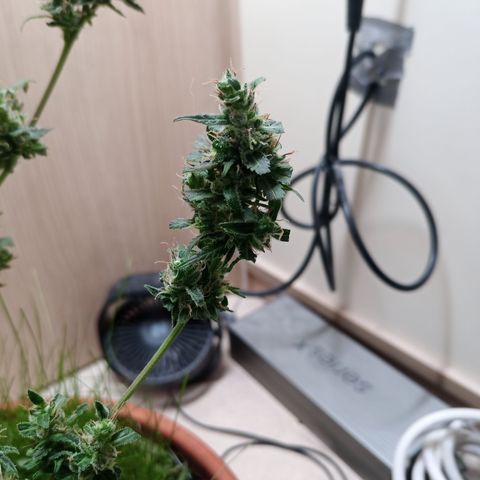 Unknown Mist #1 growlog photo: getrimmt
