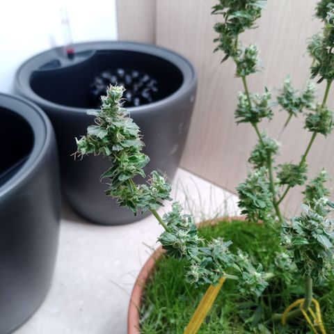 Unknown Mist #1 growlog photo: getrimmt