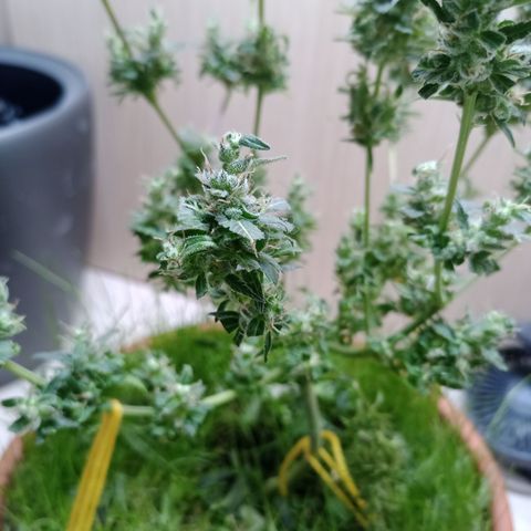 Unknown Mist #1 growlog photo: getrimmt