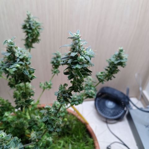 Unknown Mist #1 growlog photo: getrimmt