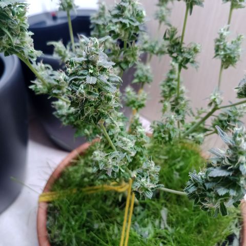 Unknown Mist #1 growlog photo: getrimmt