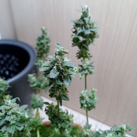 Unknown Mist #1 growlog photo: getrimmt
