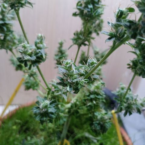 Unknown Mist #1 growlog photo: getrimmt