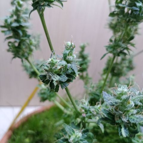 Unknown Mist #1 growlog photo: getrimmt