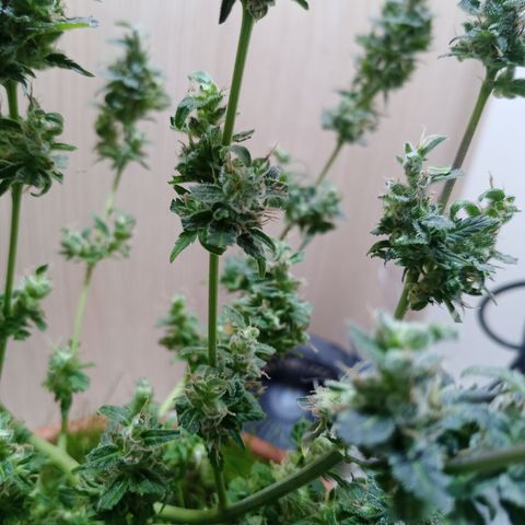 Unknown Mist #1 growlog photo: getrimmt