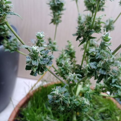 Unknown Mist #1 growlog photo: getrimmt