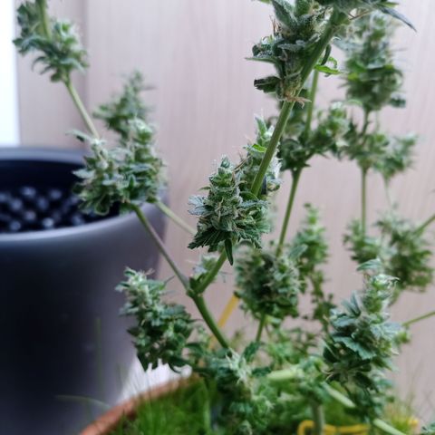 Unknown Mist #1 growlog photo: getrimmt