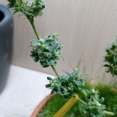Unknown Mist #1 growlog photo: getrimmt