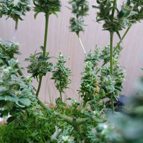 Unknown Mist #1 growlog photo: getrimmt