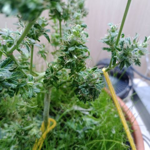 Unknown Mist #1 growlog photo: getrimmt