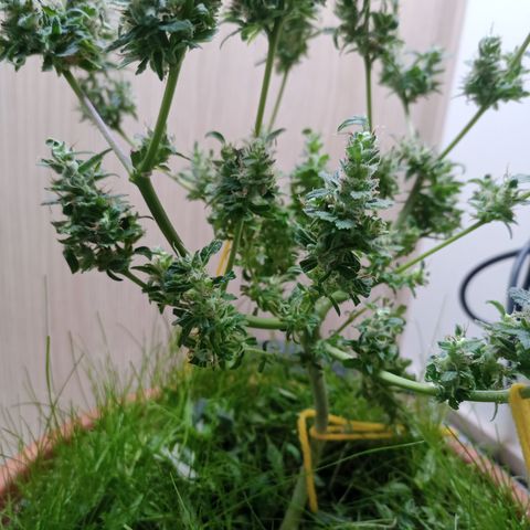 Unknown Mist #1 growlog photo: getrimmt