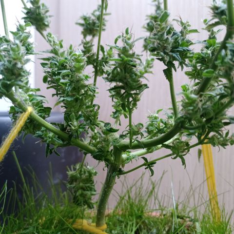 Unknown Mist #1 growlog photo: getrimmt