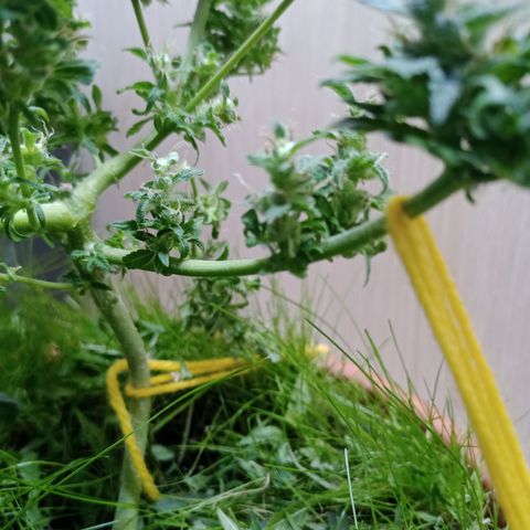 Unknown Mist #1 growlog photo: getrimmt