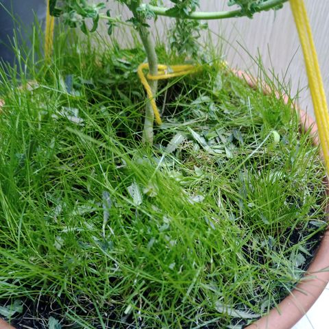 Unknown Mist #1 growlog photo: getrimmtes