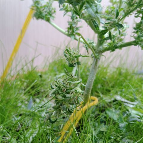 Unknown Mist #1 growlog photo: getrimmt