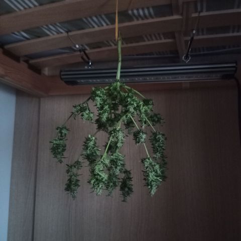 Unknown Mist #1 growlog photo: Zum Trocknen aufgehangen.