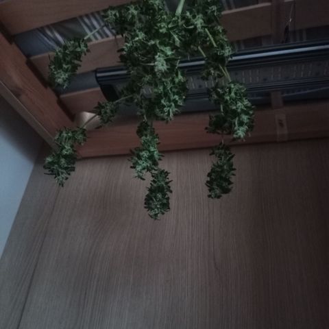 Unknown Mist #1 growlog photo: Zum Trocknen aufgehangen.