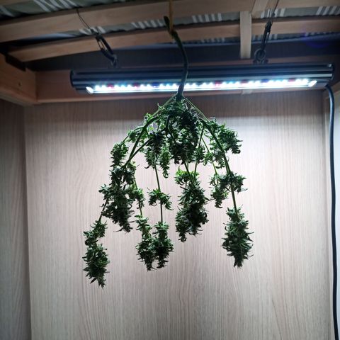Unknown Mist #1 growlog photo: Zum Trocknen aufgehangen.