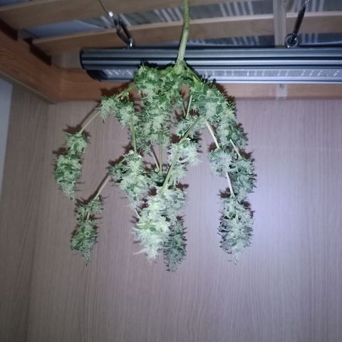 Unknown Mist #1 growlog photo: Zum Trocknen aufgehangen.