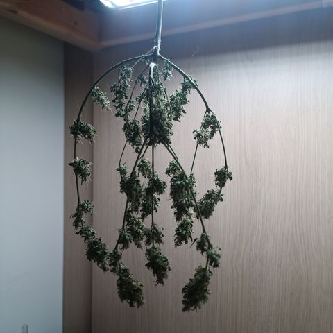 Unknown Mist #1 growlog timeline photo