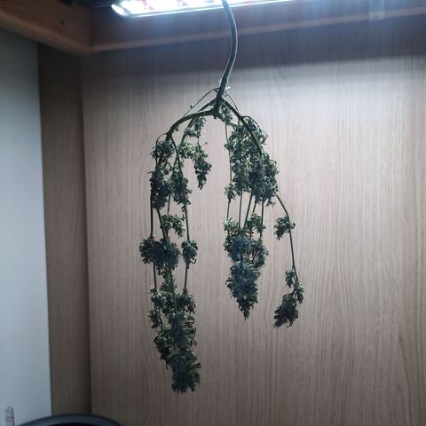 Unknown Mist #1 growlog timeline photo