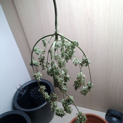 Unknown Mist #1 growlog timeline photo