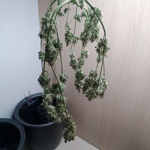 Unknown Mist #1 growlog timeline photo