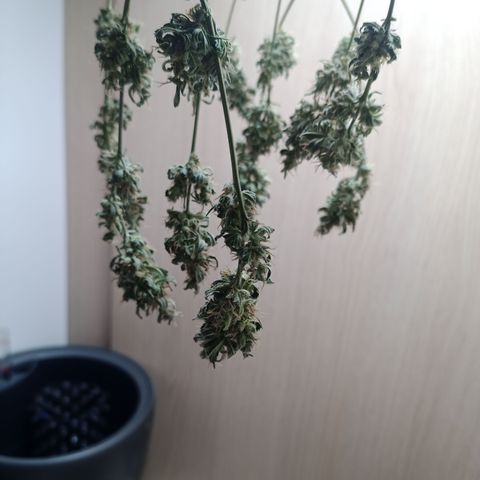 Unknown Mist #1 growlog timeline photo