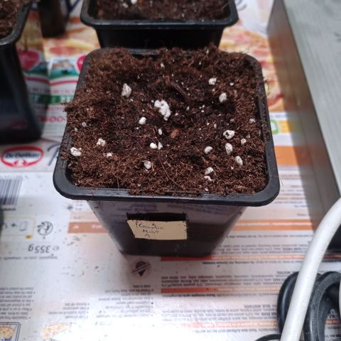 Garlic Mist growlog timeline photo
