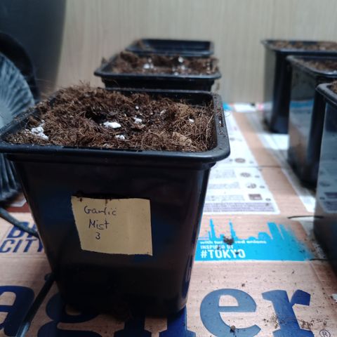 Garlic Mist growlog photo: Samen eingesetzt 