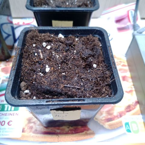 Garlic Mist growlog photo: Samen eingesetzt 