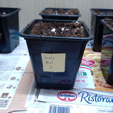 Garlic Mist growlog photo: Samen eingesetzt 