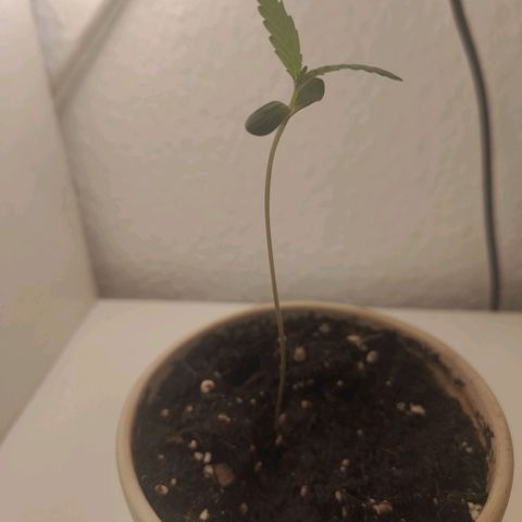 Speedy Chile Lady growlog timeline photo