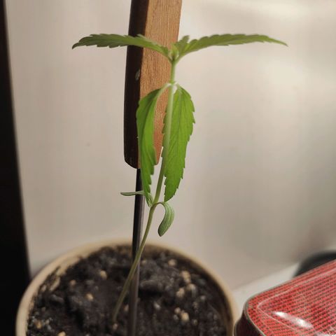 Speedy Chile Lady growlog timeline photo