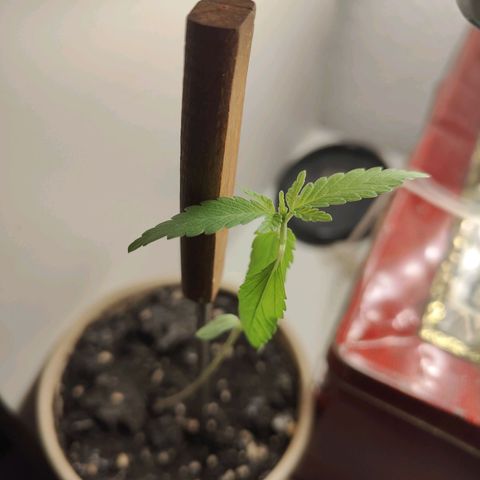Speedy Chile Lady growlog timeline photo