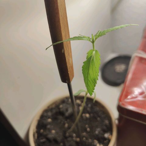 Speedy Chile Lady growlog timeline photo