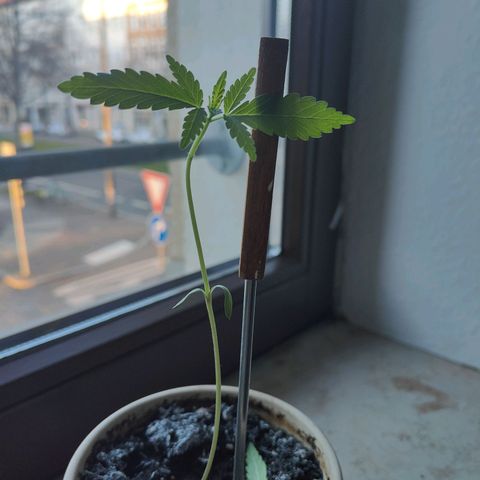 Speedy Chile Lady growlog timeline photo