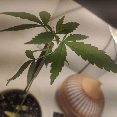 Speedy Chile Lady growlog timeline photo