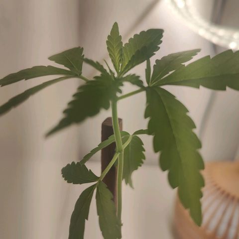 Speedy Chile Lady growlog timeline photo