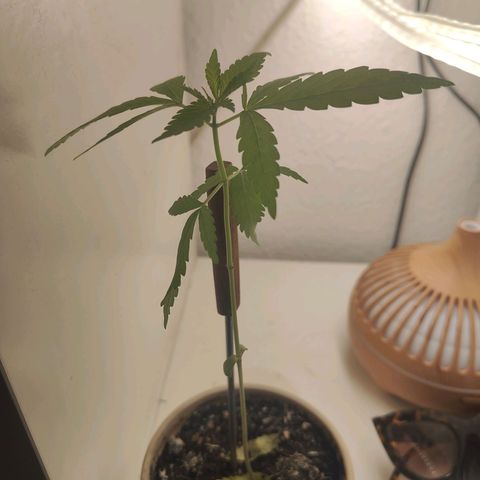 Speedy Chile Lady growlog timeline photo