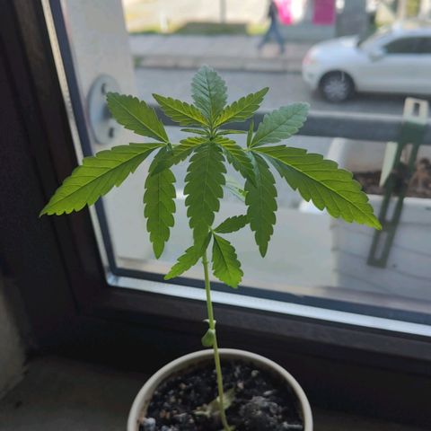 Speedy Chile Lady growlog timeline photo