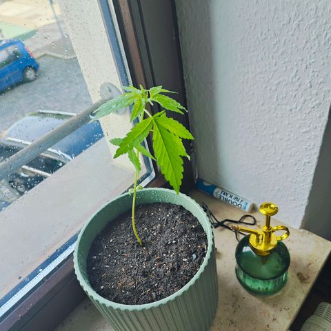 Speedy Chile Lady growlog timeline photo